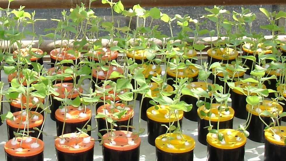Image-2-Department-for-Plant-Material-Testing