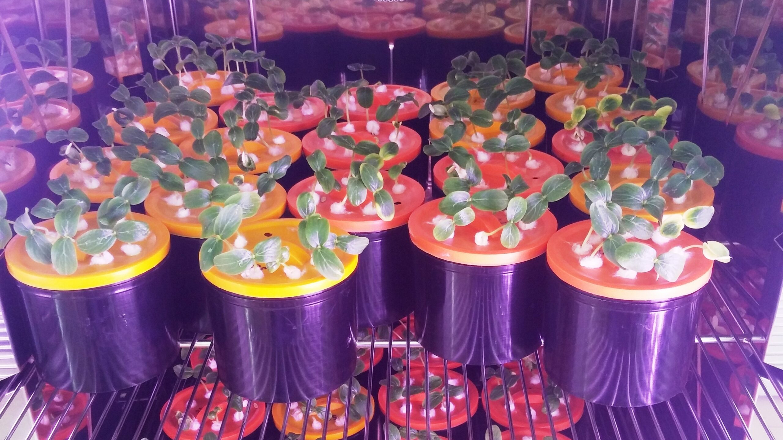 Image-9-Department-for-Plant-Material-Testing